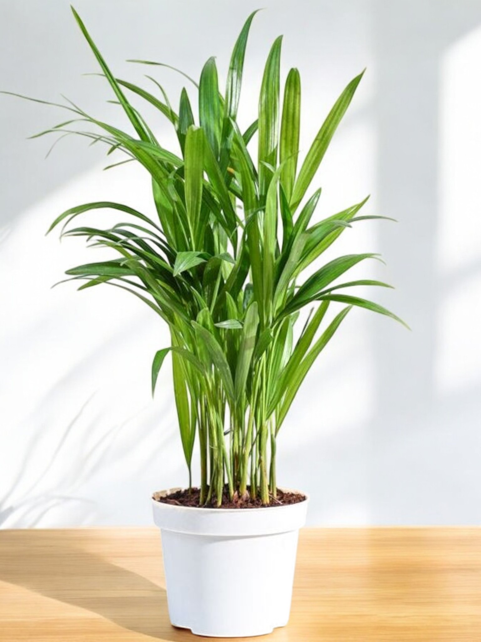 Areca Palm (Dypsis lutescens) Live Plant for Inddor and Outdoor